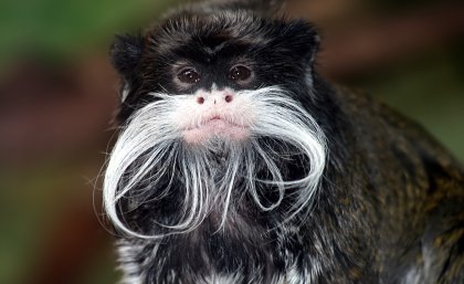 A tamarin monkey. A tamarin monkey.